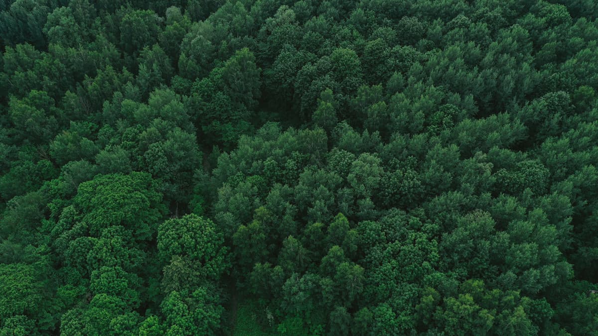 6,5 Hektar Mischwald in der nähe von Lam!